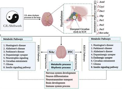 Chronic jet lag-like conditions dysregulate molecular profiles of neurological disorders in nucleus accumbens and prefrontal cortex